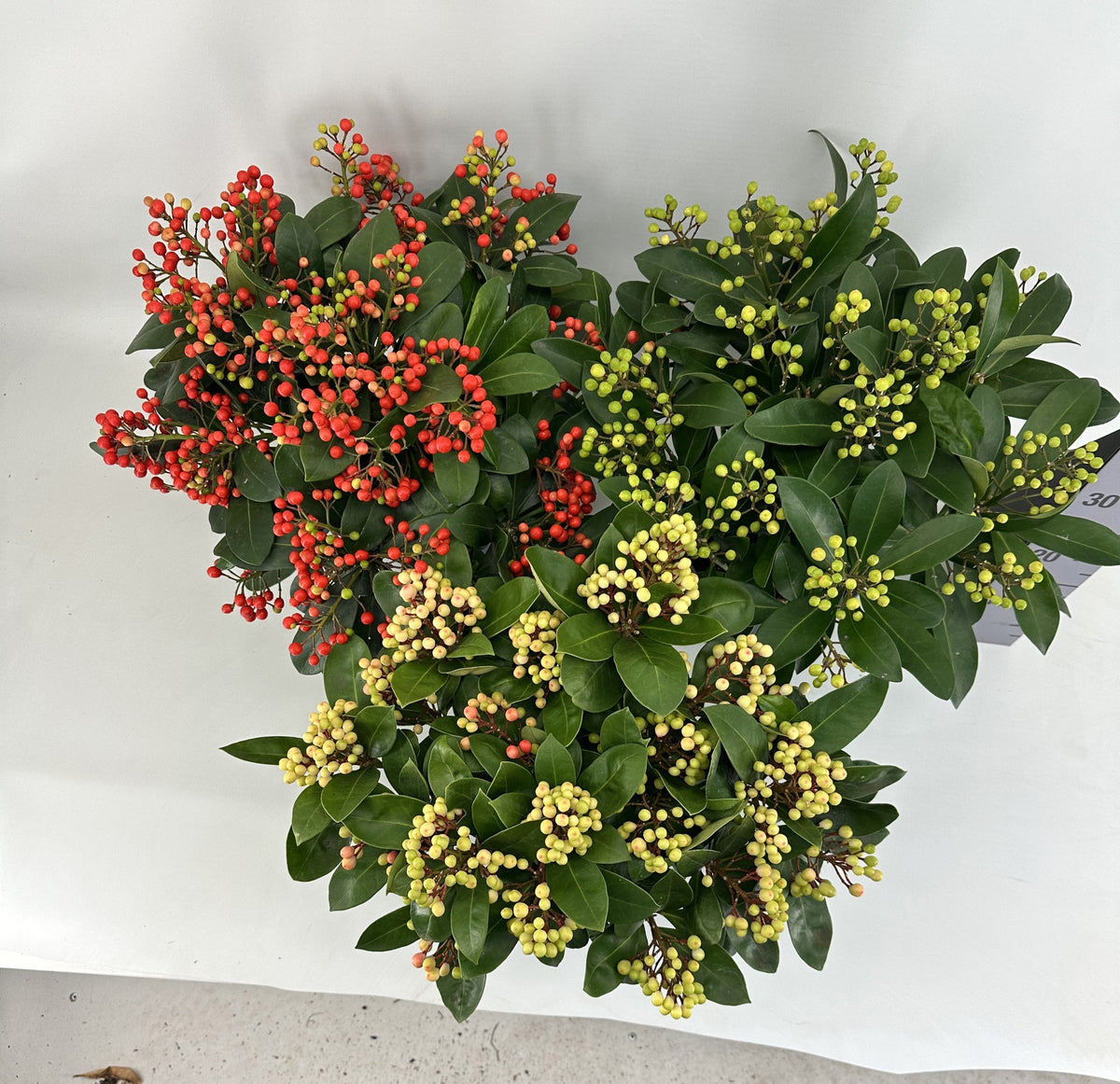 Skimmia japonica mix 45cm 19cm Pot