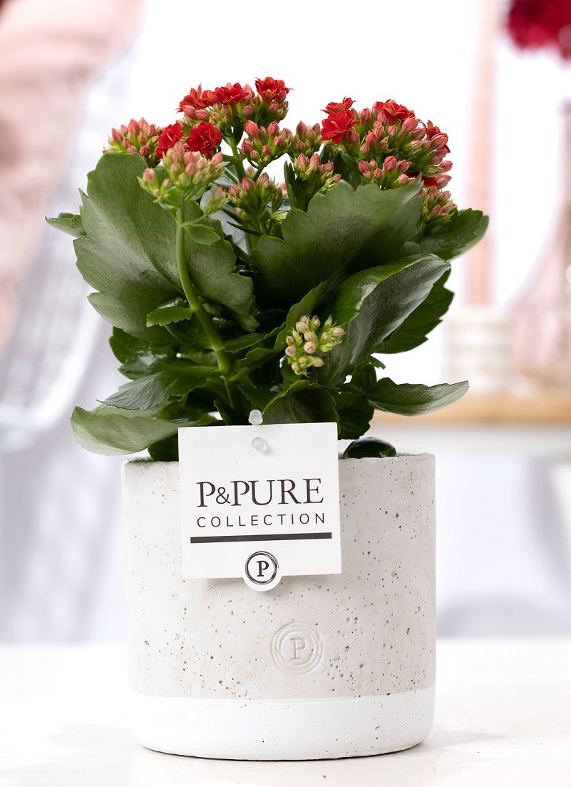 Kalanchoe Rosalina Amador Red 27cm 12cm Pot