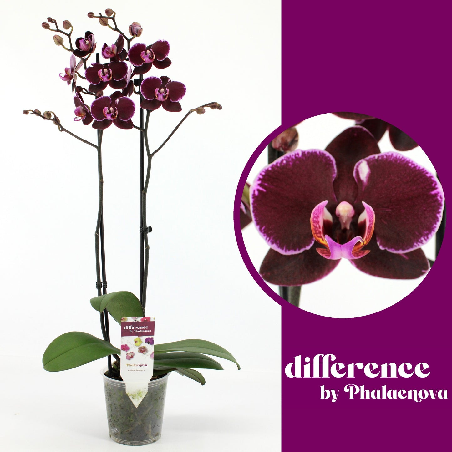 Phalaenopsis Debora 70cm 12cm Pot
