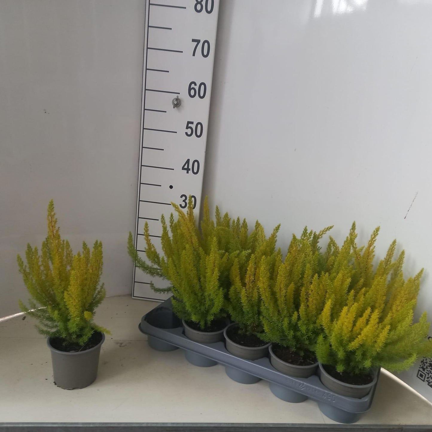 Erica arborea Albert's Gold 25cm 12cm Pot