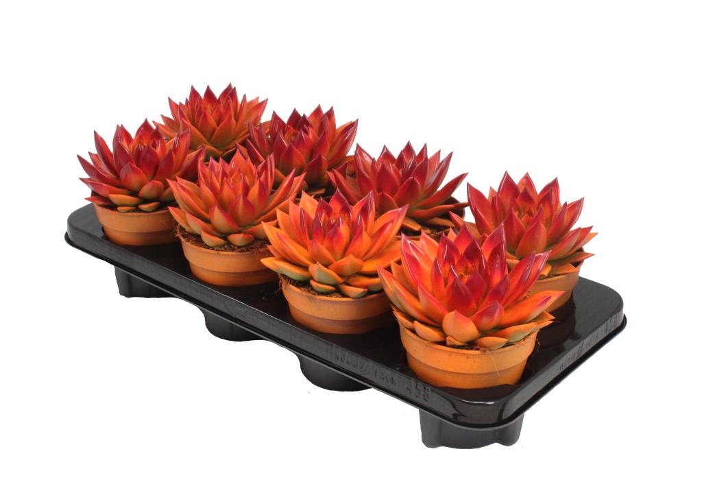 Echeveria colored orange 15cm 12cm Pot