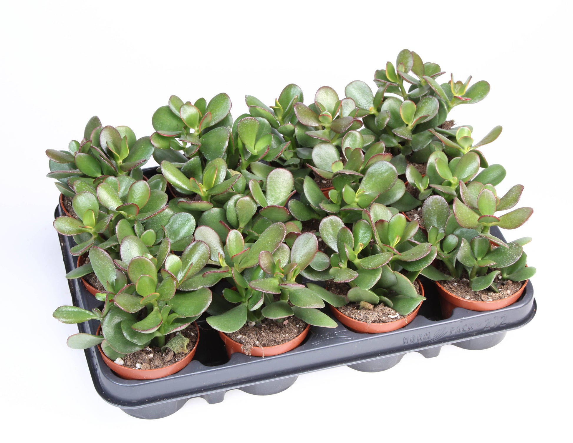 Crassula Sunset 12cm Special Pot (508)
