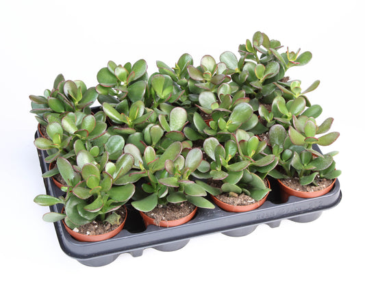Crassula Sunset 12cm Special Pot (508)
