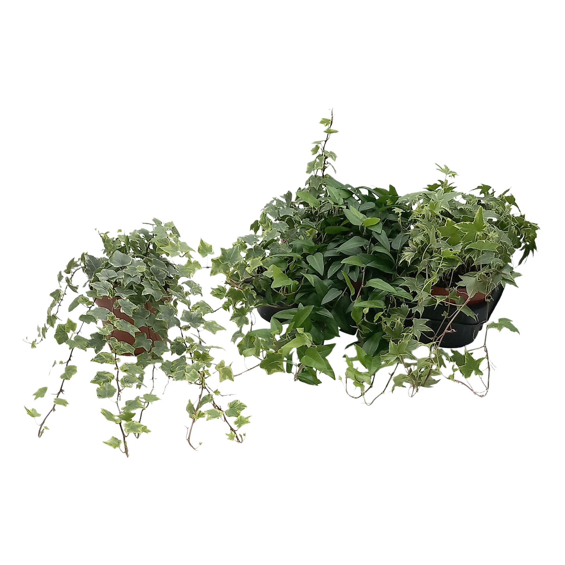 Quakelplant BV Hedera helix mix Pack of 8
