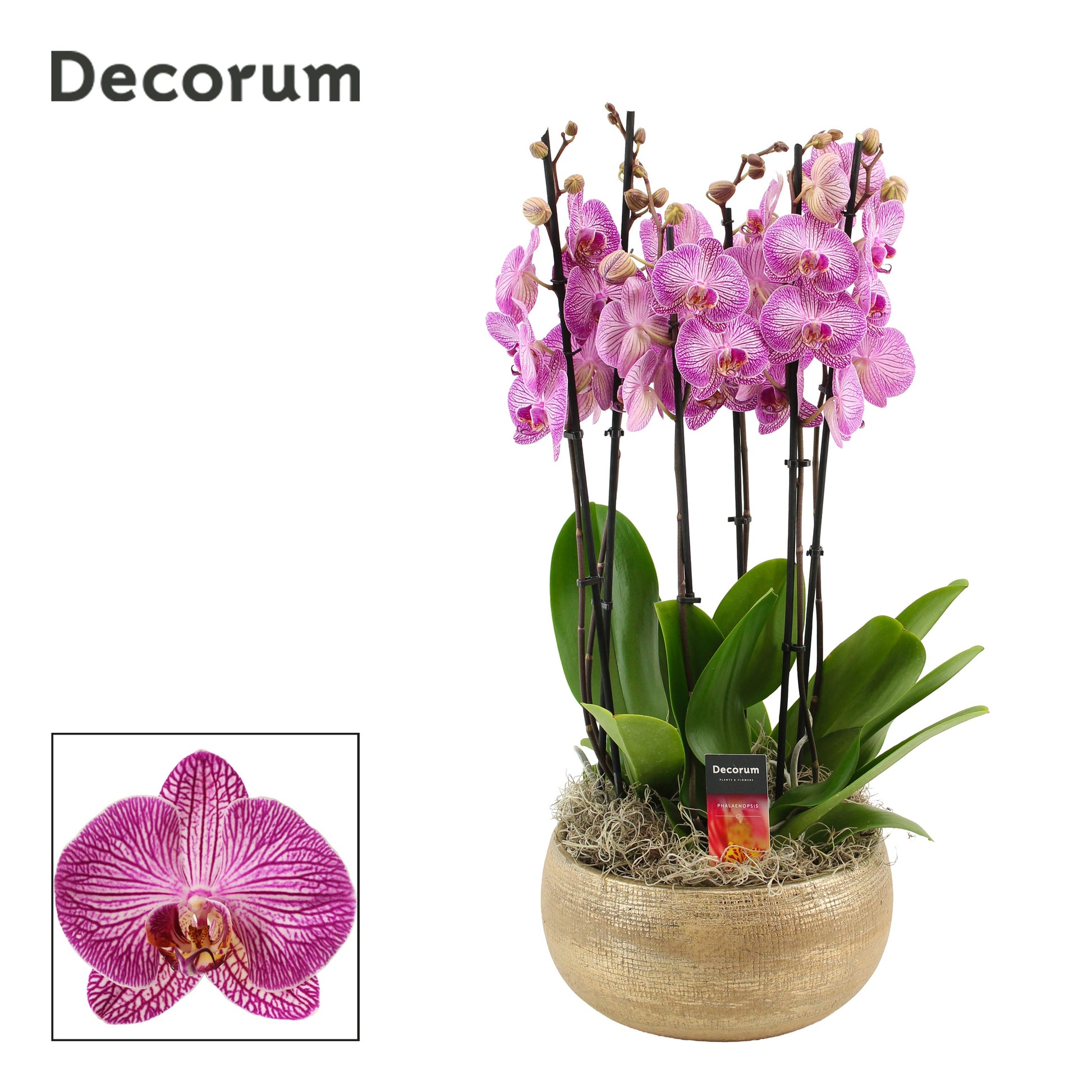 Phalaenopsis purple 65cm 27cm Pot