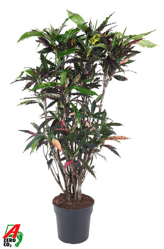 Codiaeum Pie Crust 150cm 31cm Pot
