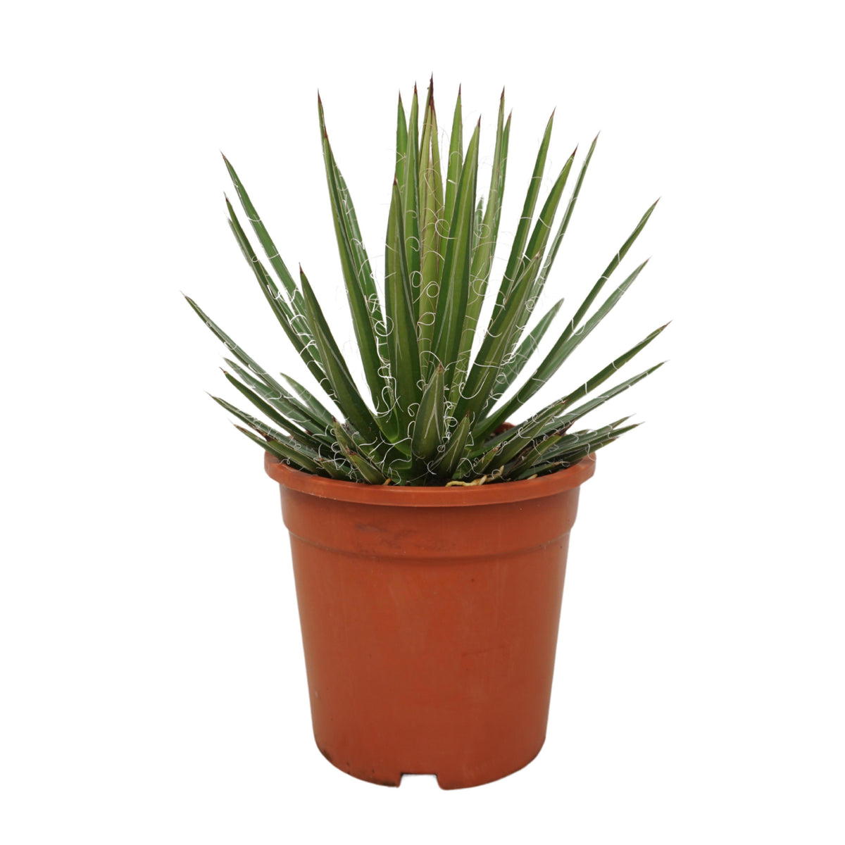 Agave 35cm 17cm Pot