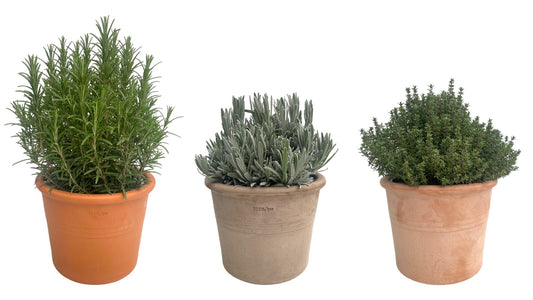 Garden Herbs mix 45cm 22cm Pot