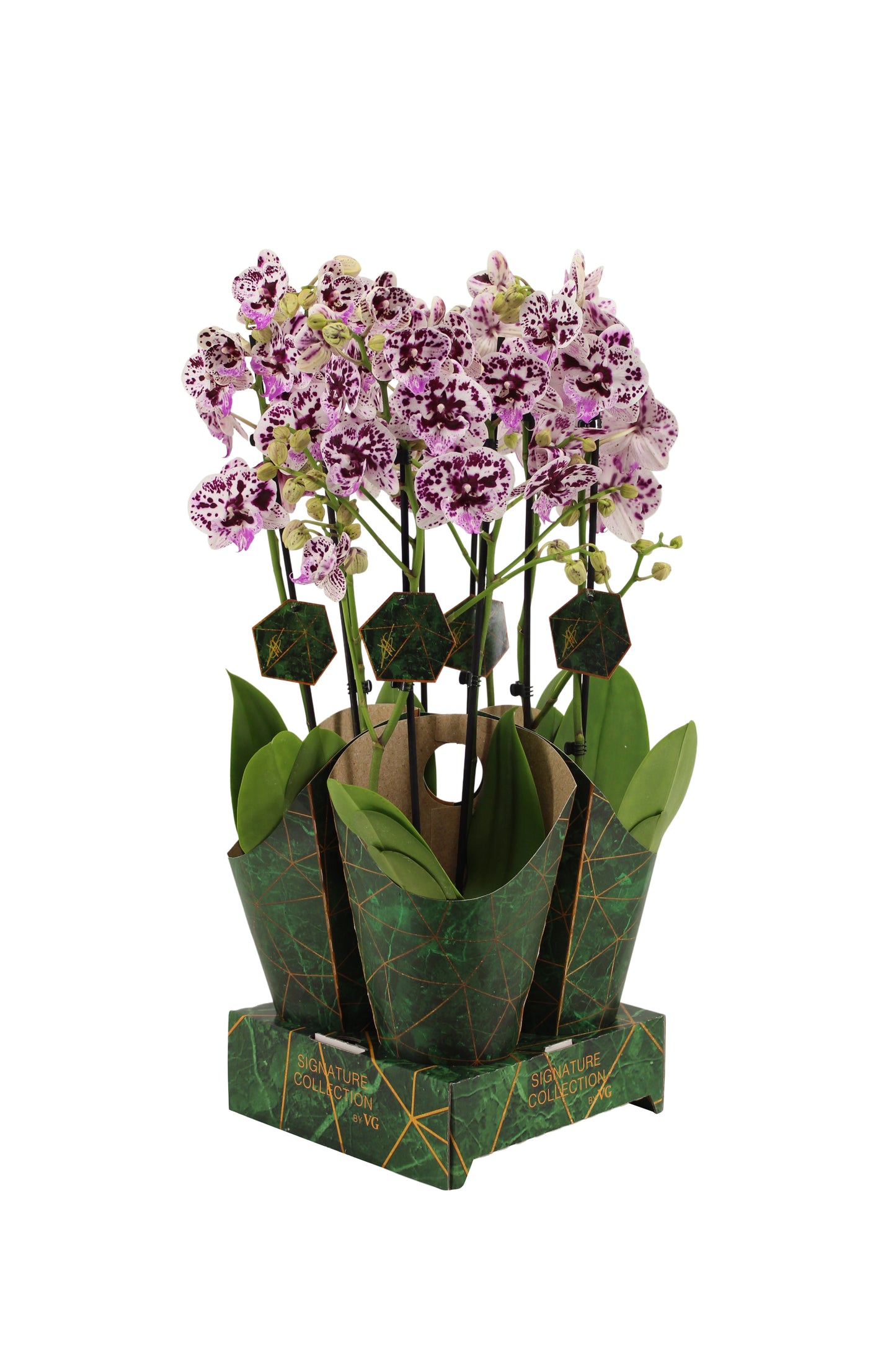 Phalaenopsis Hybrid 60cm 12cm Pot