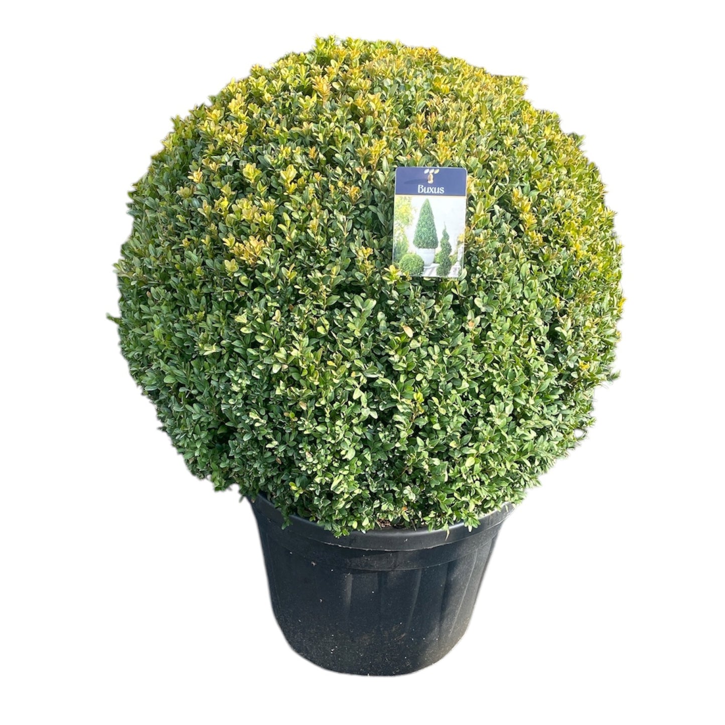 Buxus sempervirens  ball 95cm 50cm Pot