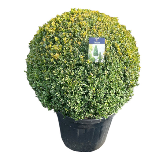 Buxus sempervirens  ball 95cm 50cm Pot