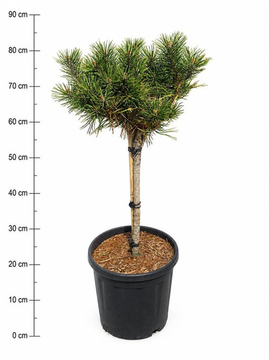 Pinus hybrid 100cm 32cm Pot