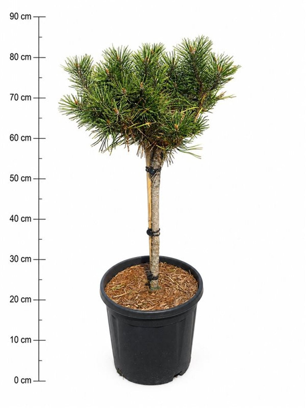 Pinus hybrid 100cm 32cm Pot