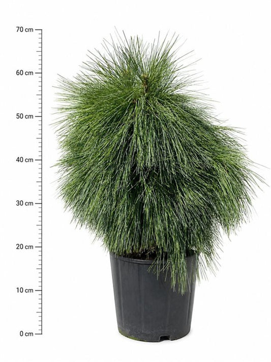 Pinus hybrid 75cm 32cm Pot