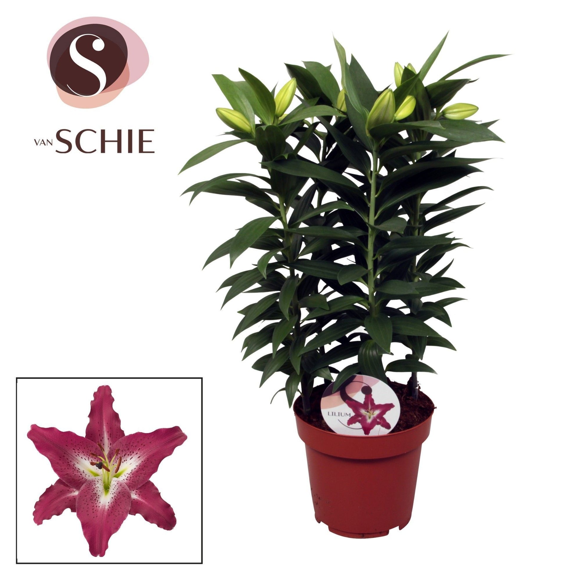 Lilium oriental Entertainer 55cm 17cm Pot