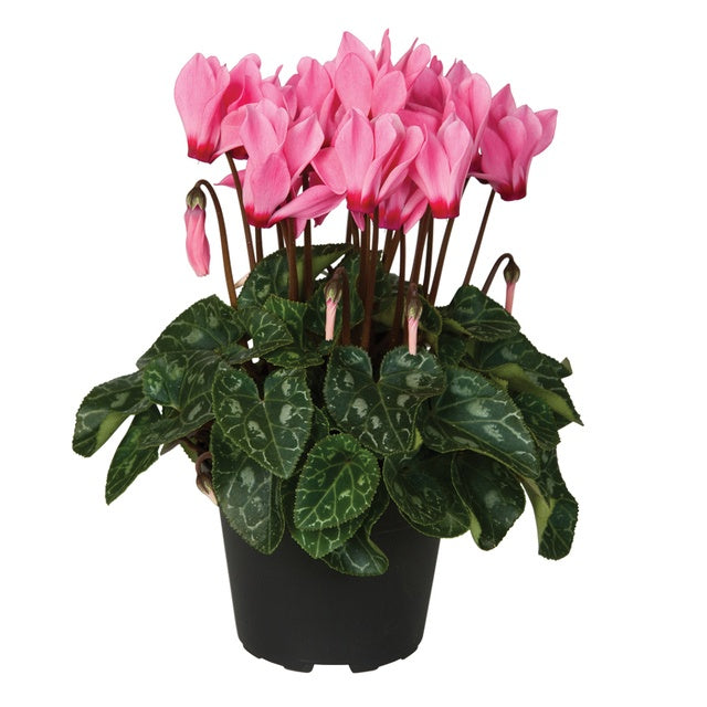 Cyclamen Verano Mix 20cm 10.5cm Pot