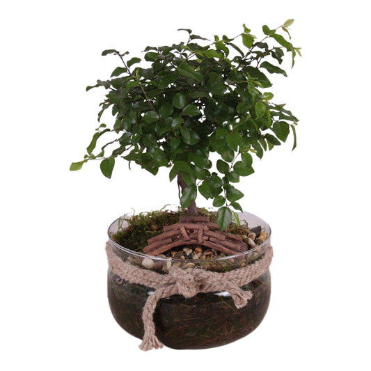 Bonsai mix ball shape in glass vase 25cm 16cm Pot