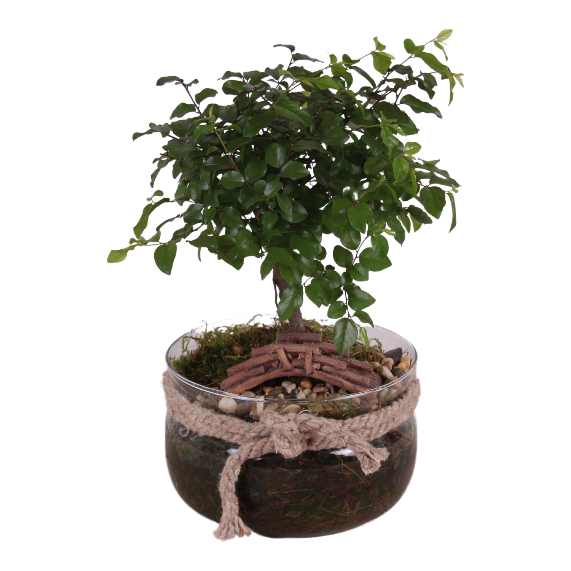 Bonsai mix 25cm 16cm Pot