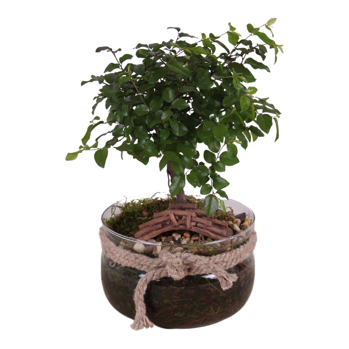 Bonsai mix 25cm 16cm Pot