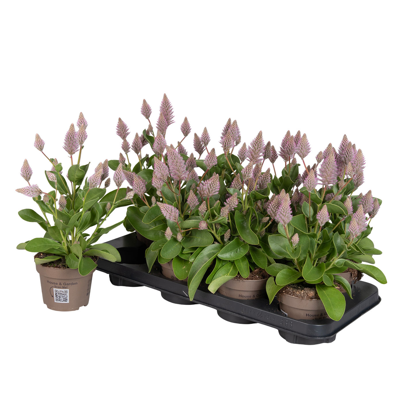 Ptilotus ex. Joey 30cm 12cm Pot