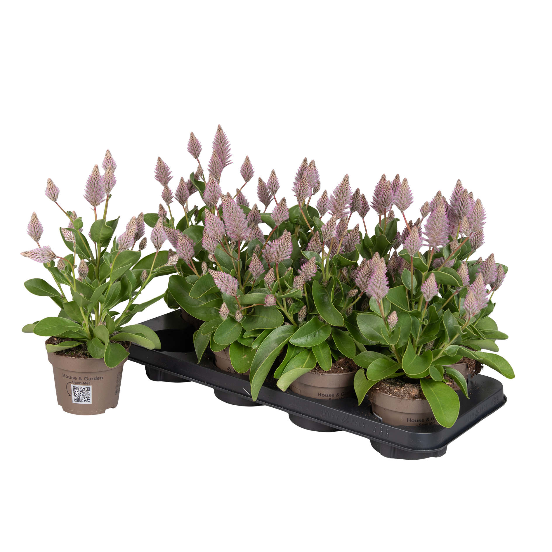 Ptilotus ex. Joey 25cm 12cm Pot
