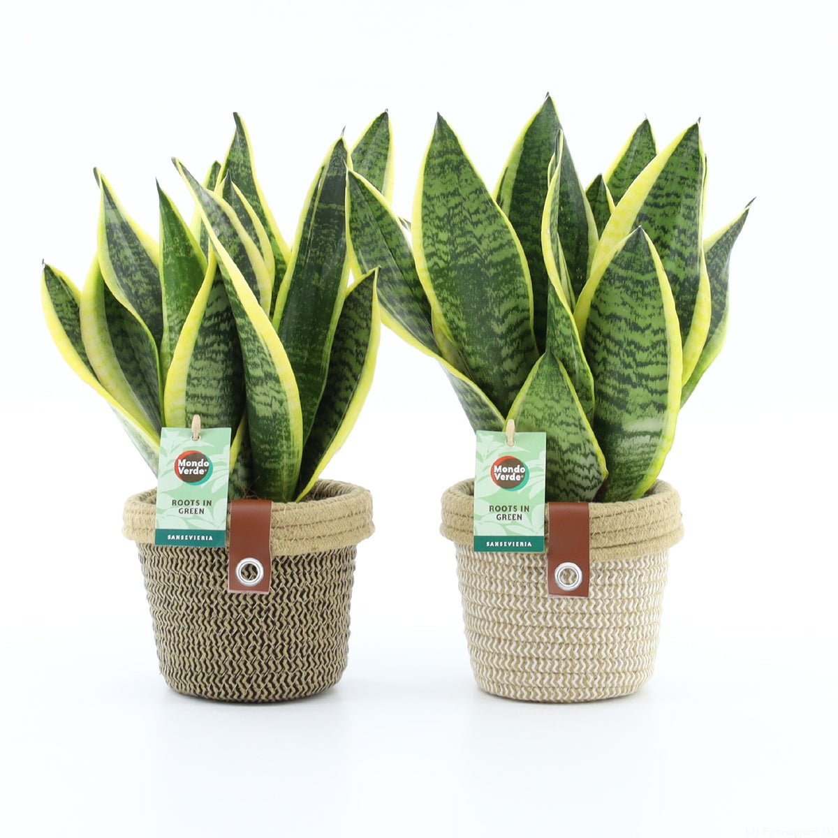 Sansevieria Futura Superba 35cm 14cm Pot