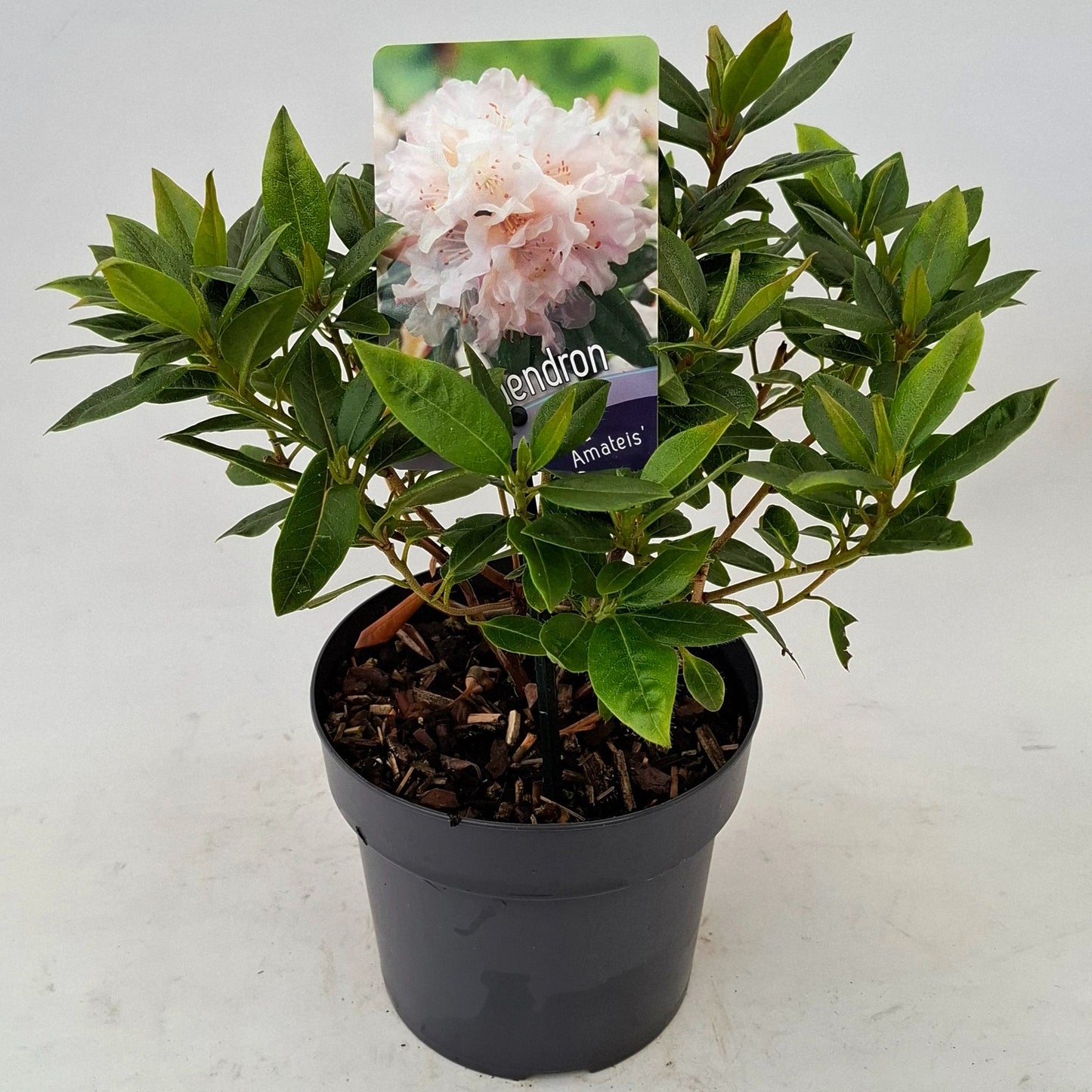 Rhododendron Dora Amateis 25cm 17cm Pot