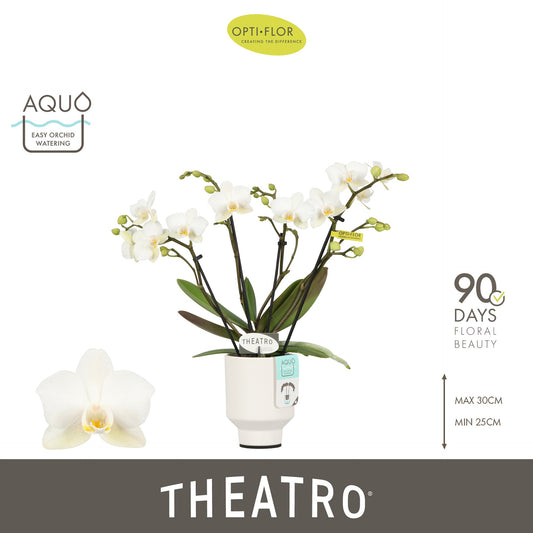 Phalaenopsis multiflora white 30cm 7cm Pot