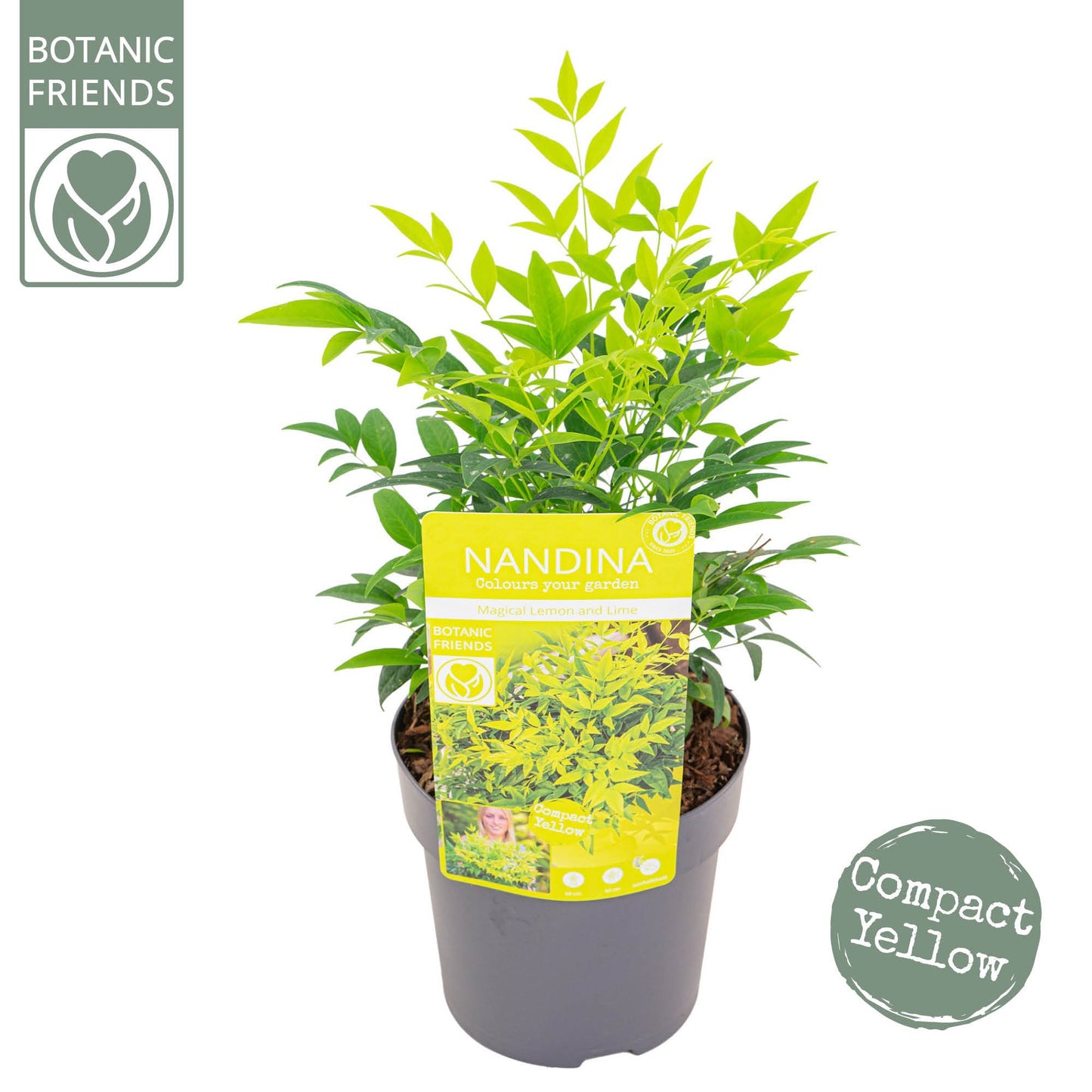 Nandina domestica 30cm 15cm Pot