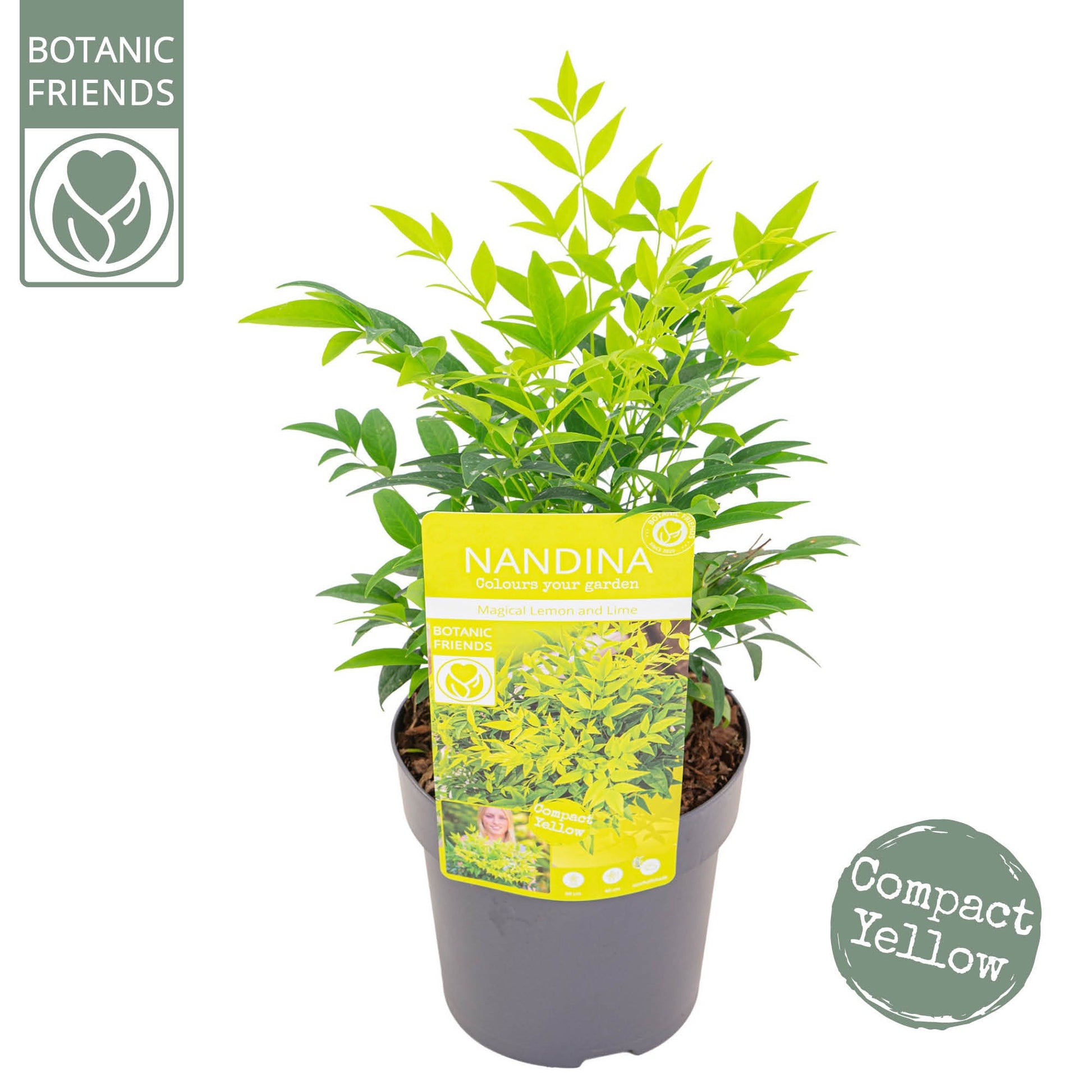 Nandina domestica 30cm 15cm Pot