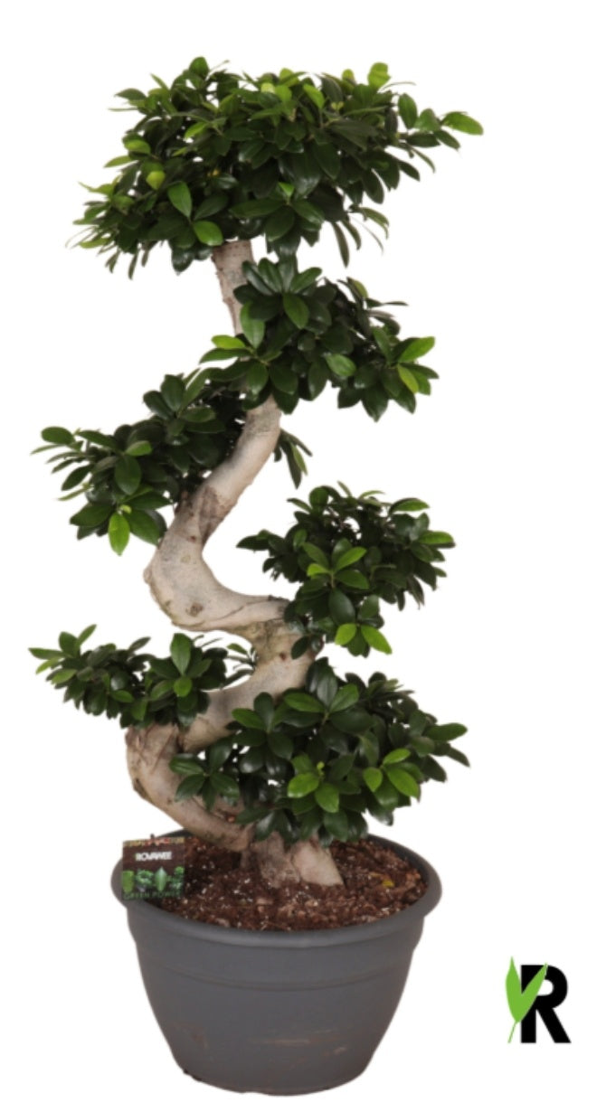 Ficus Ginseng 115cm 35cm Pot