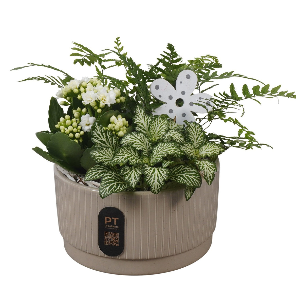 Indoor arrangement 19cm 16cm Pot
