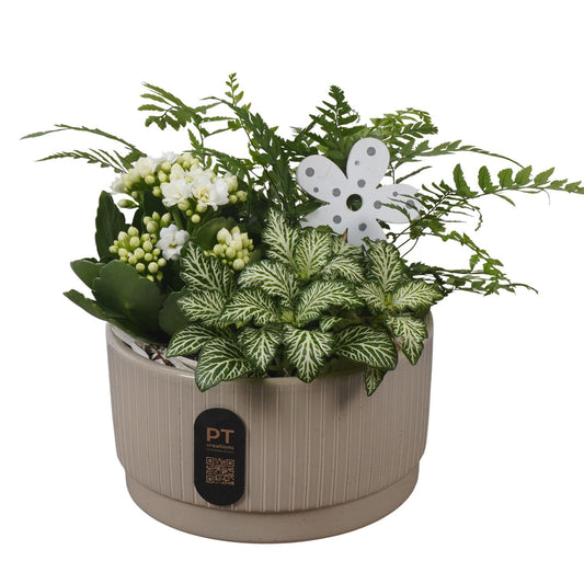 Indoor arrangement 19cm 16cm Pot