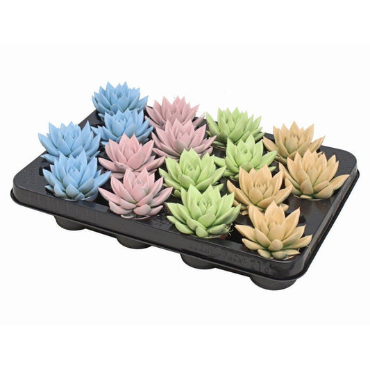 Echeveria colored Pastel mix 8cm 6cm Pot