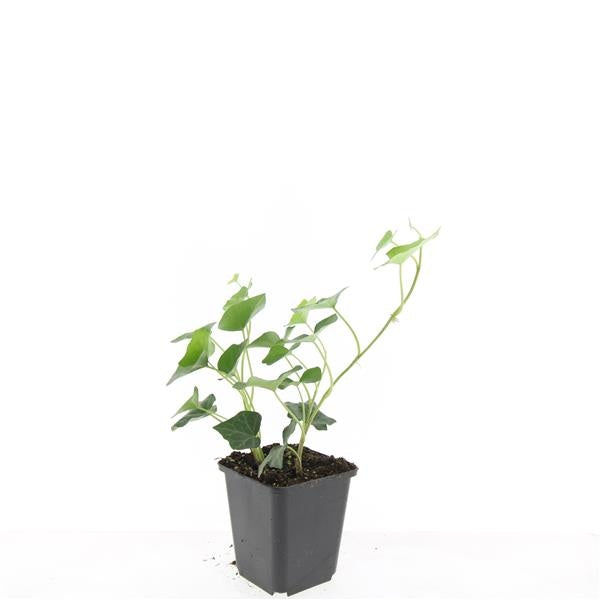 Boer, W.T.M. de Hedera hibernica Pack of 12