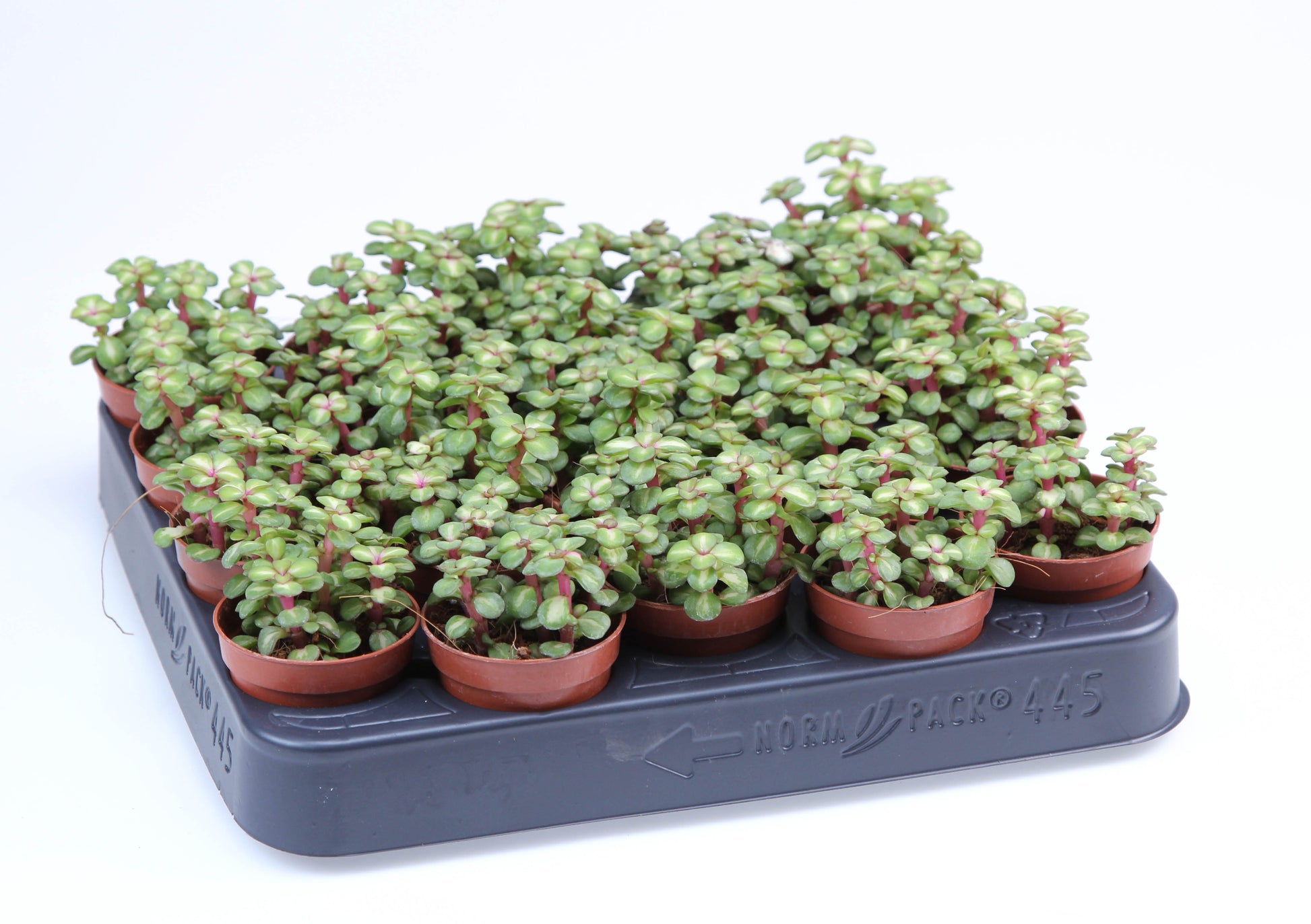 Portulacaria Afra Pink lady 8cm 505cm Pot