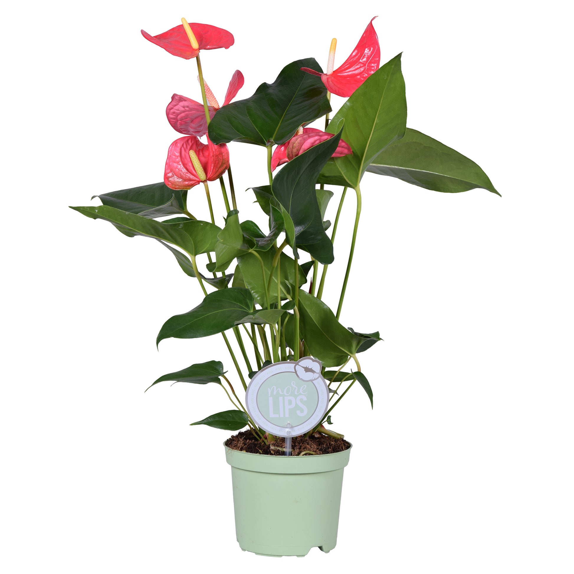 Anthurium Maine 50cm 14cm Pot