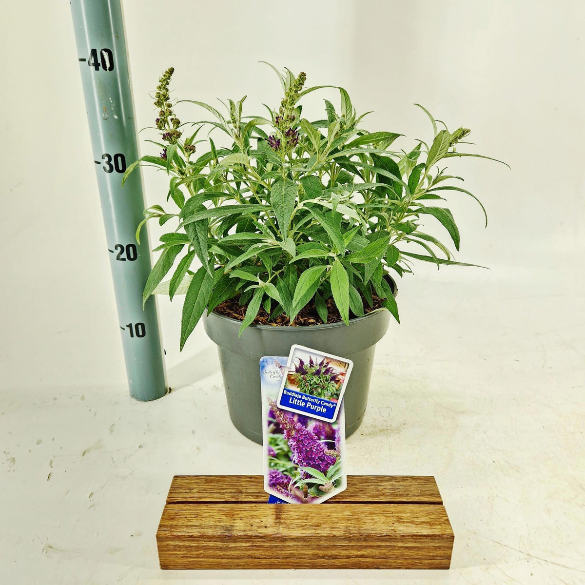 Buddleja Butterfly Candy Little Purple 40cm 23cm Pot