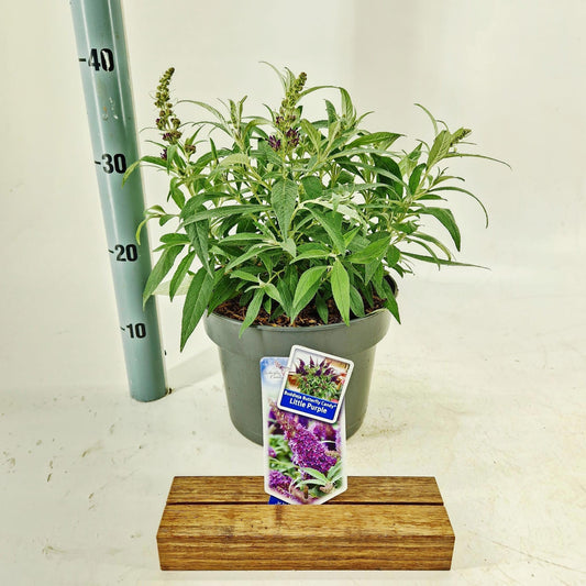Buddleja Butterfly Candy Little Purple 40cm 23cm Pot