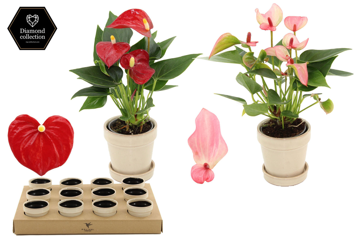 Anthurium mix 18cm 6cm Pot