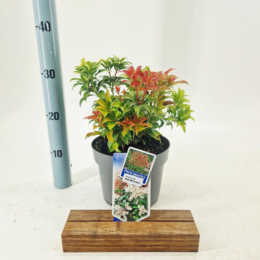 Pieris japonica Flaming Silver 30cm 19cm Pot