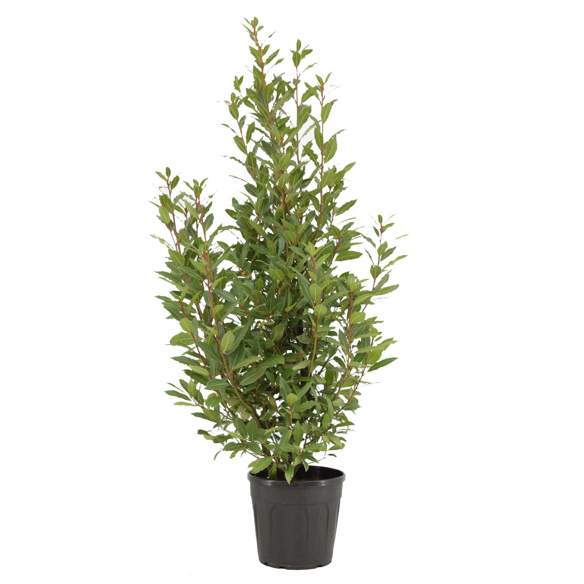 Laurus nobilis 140cm 25cm Pot