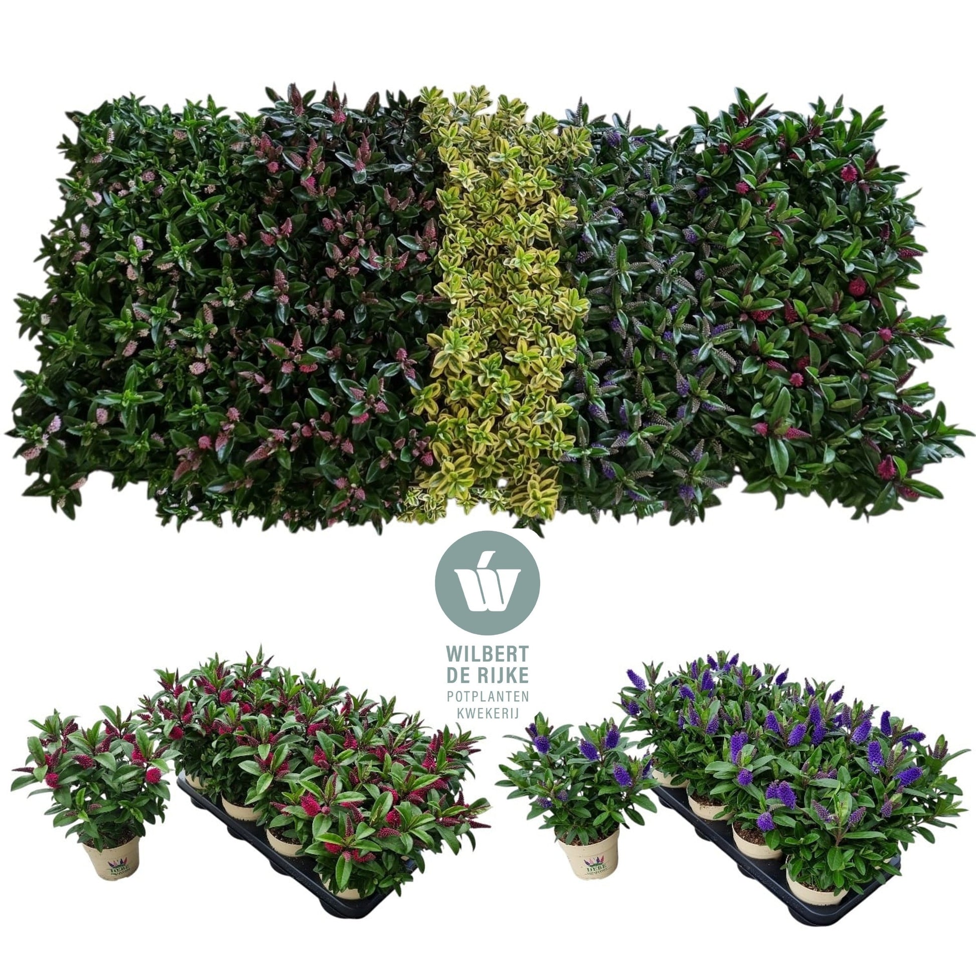 Hebe Queen mix 25cm 12cm Pot