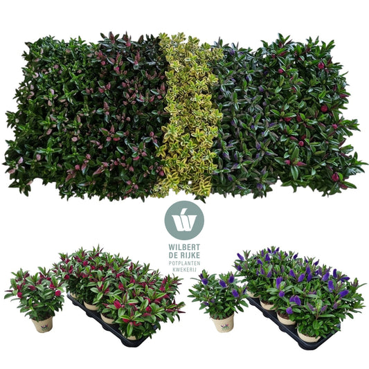 Hebe Queen mix 25cm 12cm Pot