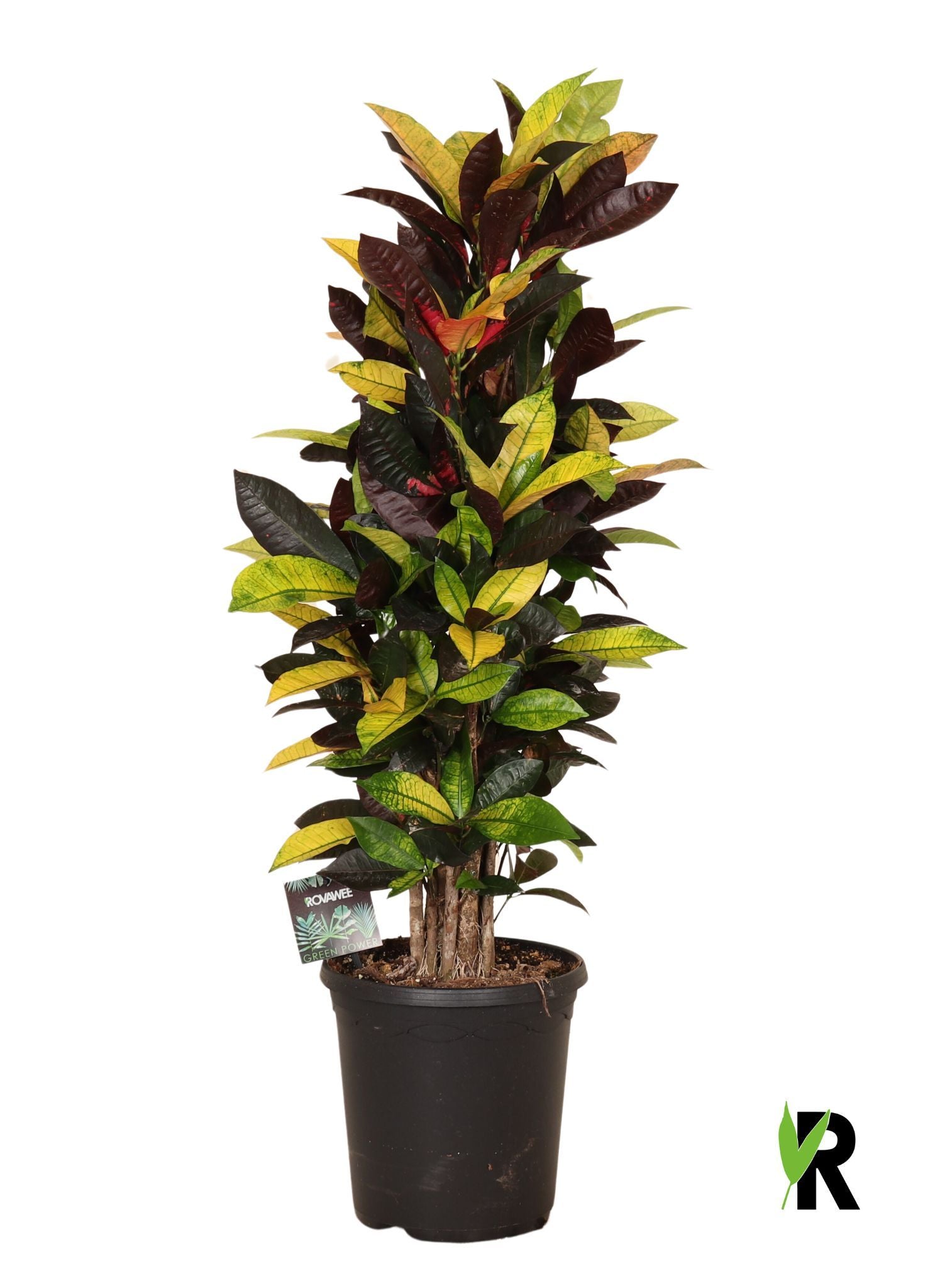 Codiaeum Mrs Iceton 100cm 23cm Pot