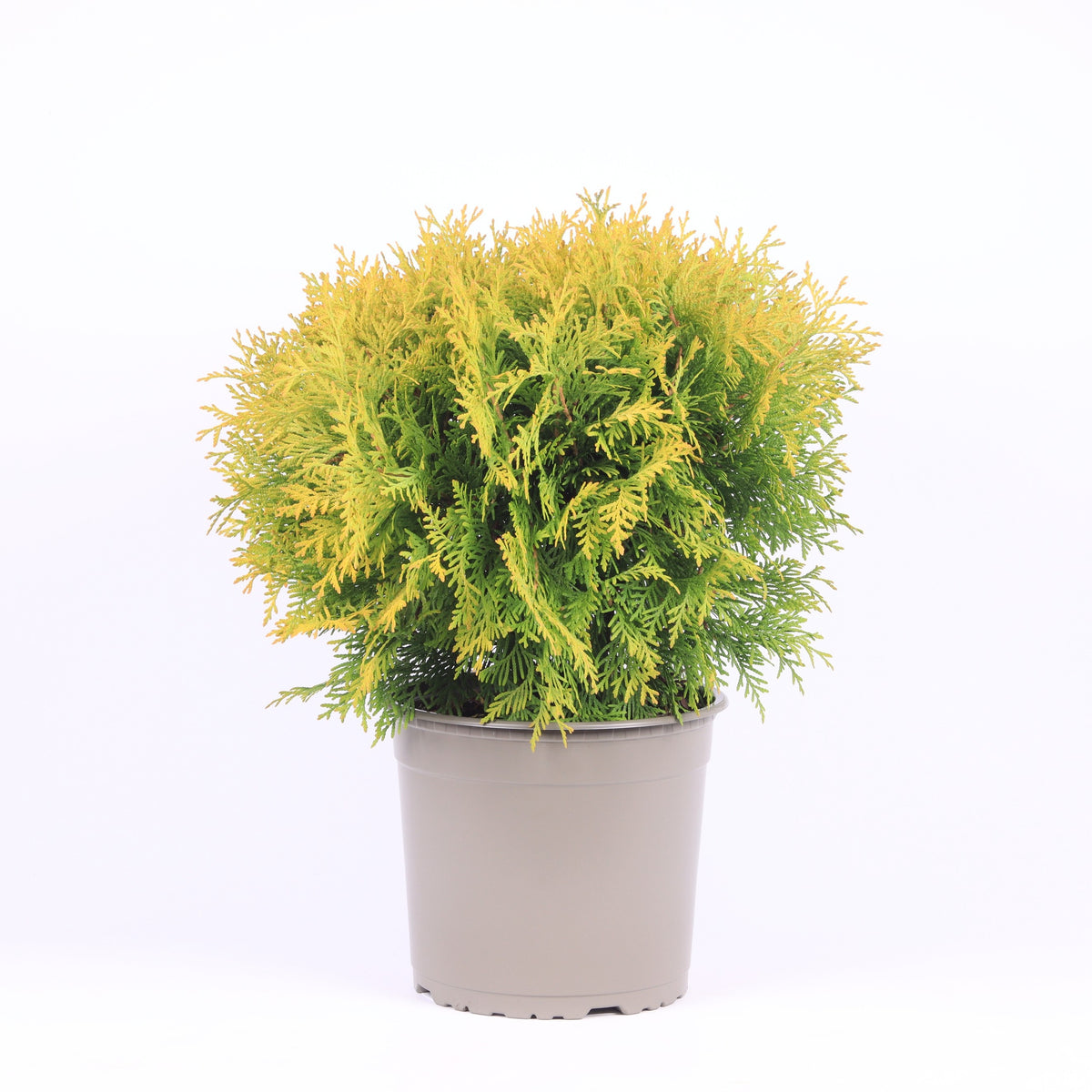 Thuja occidentalis Golden Globe 50cm 23cm Pot