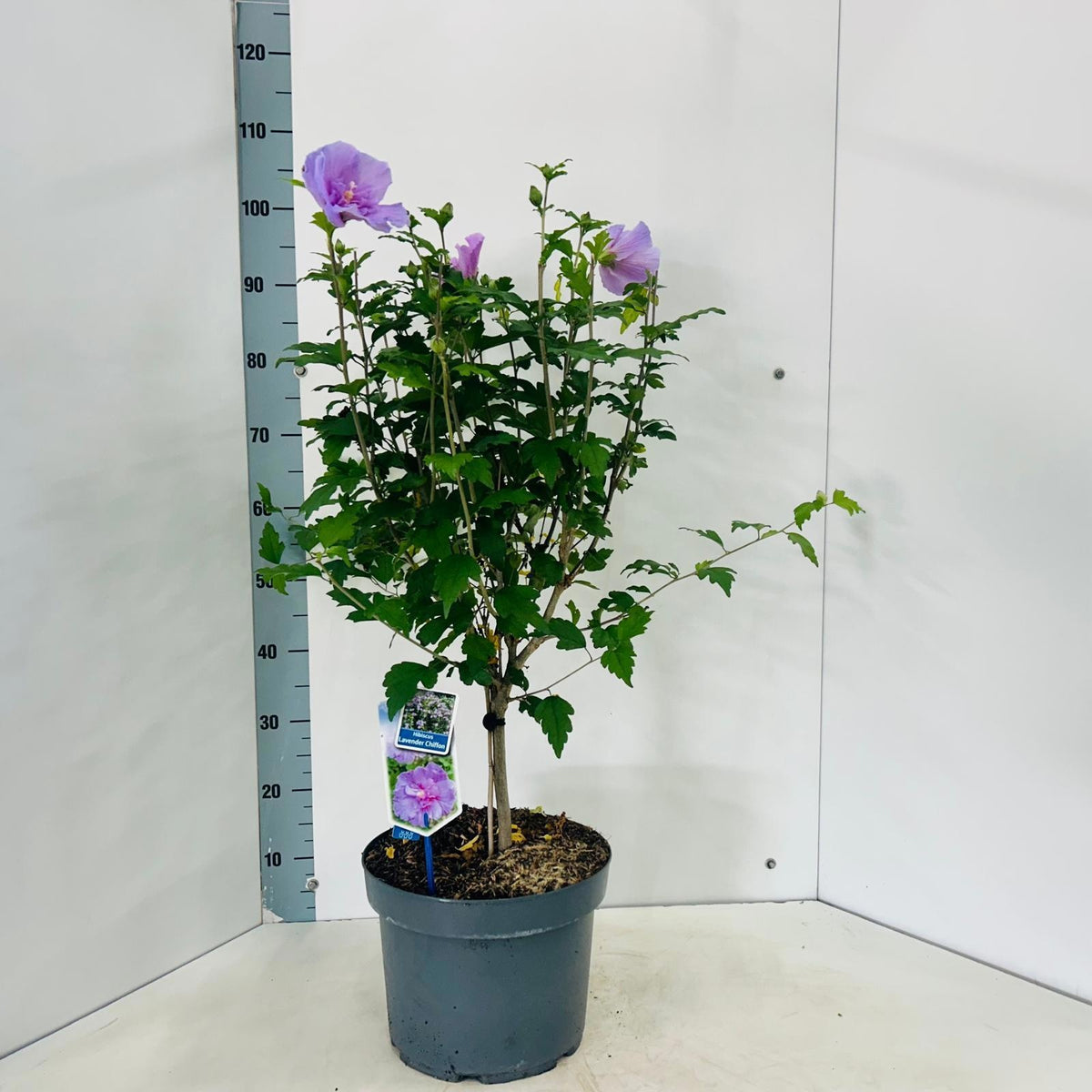 Hibiscus syriacus Lavender Chiffon 100cm 29cm Pot