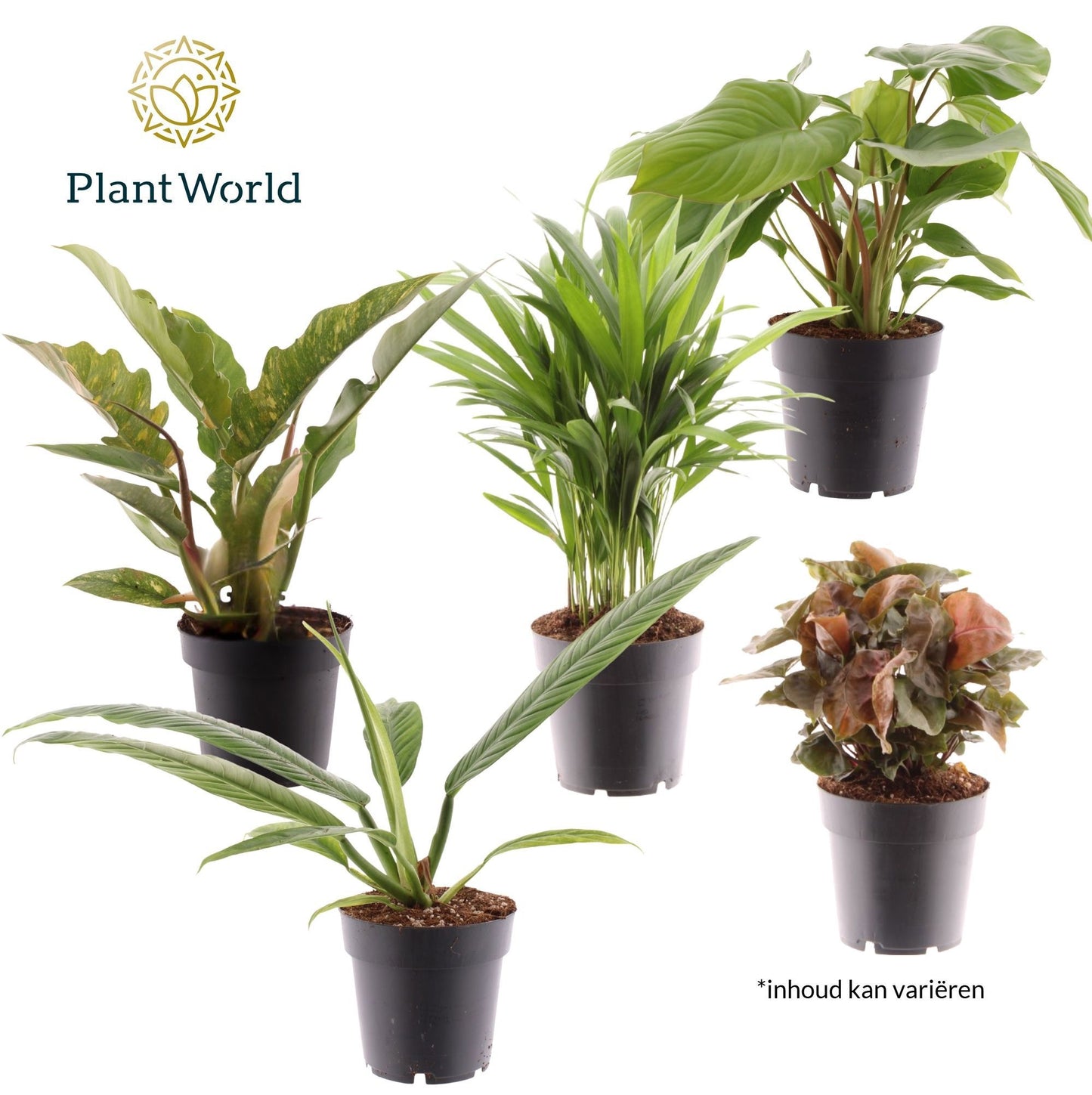 Groenmix Cuba (diverse soorten) 40cm 14cm Pot