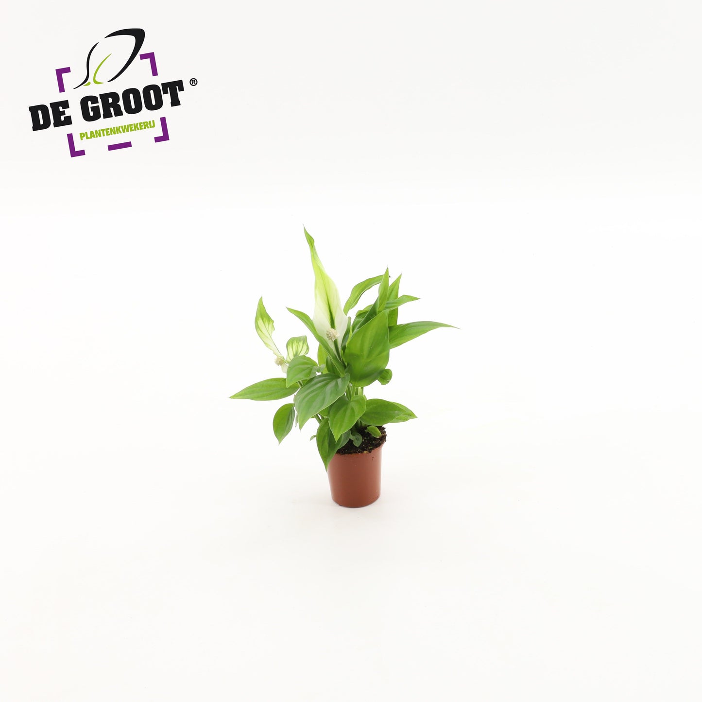 Spathiphyllum Alana 30cm 6cm Pot