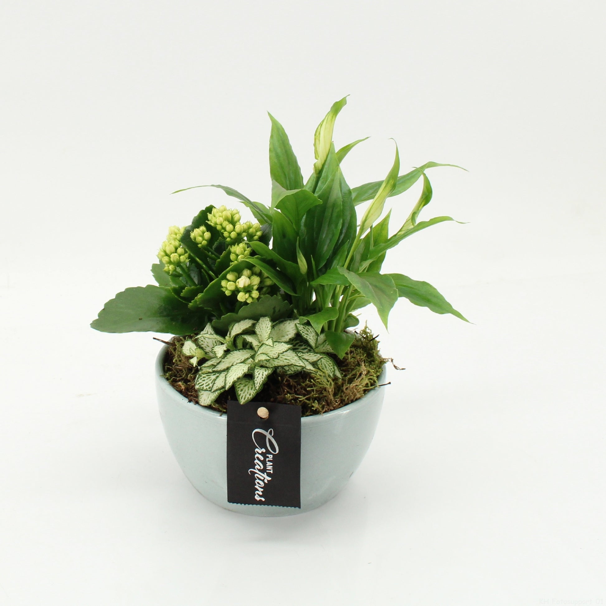 Indoor green arrangement 25cm 13cm Pot